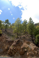 Riesenkiefern bei Cueva GrandeRiesenkiefern bei Cueva Grande